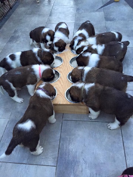 Du Château du Kronprinz - Chien du Saint-Bernard - Portée née le 15/06/2015